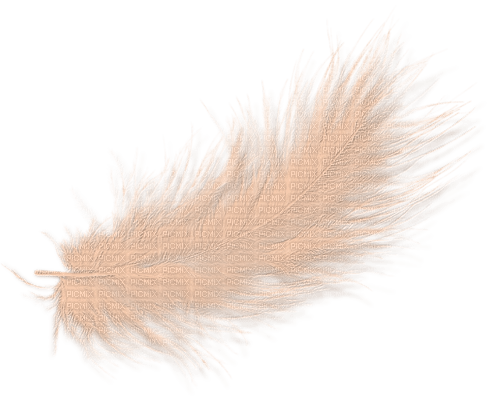 Feder Feather - darmowe png