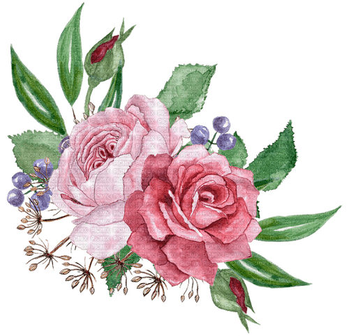 kikkapink pink roses rose - png grátis