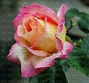 rose rouge - безплатен png