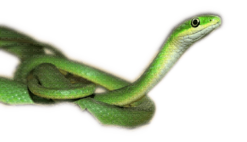 Rena green grün Snake Schlange - png gratis