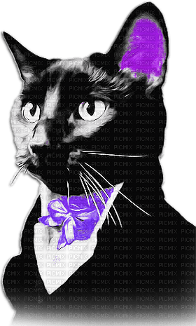 soave cat animals vintage deco black white purple - PNG gratuit