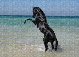 Cheval noir - darmowe png