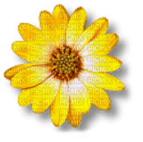 soave deco flowers scrap yellow - png gratis