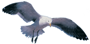 mouette - Free PNG