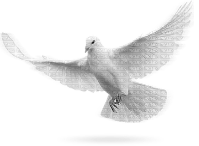 Kaz_Creations Deco Bird Birds Dove - png grátis