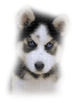 Tube Animaux Chien - δωρεάν png