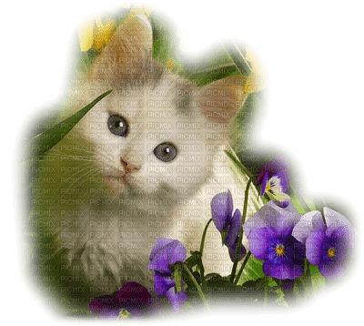 Kaz_Creations Animals Cats Cat Kitten Flowers - PNG gratuit
