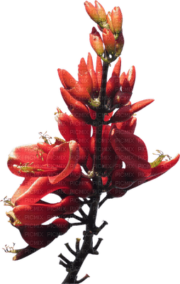 Australian native flowers bp - zdarma png