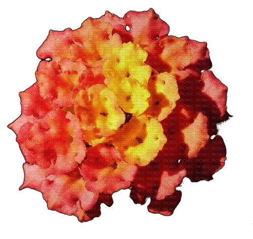 Blume - nemokama png