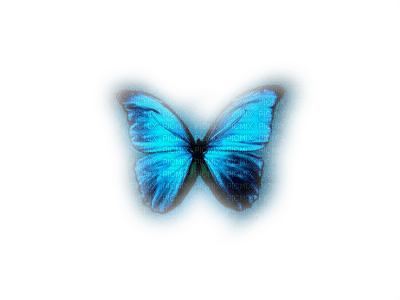 butterfly - Free PNG