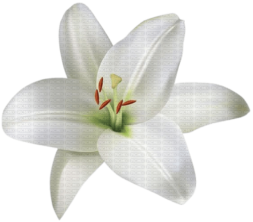 white lily - gratis png