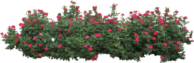 Kaz_Creations Bush Flowers - PNG gratuit