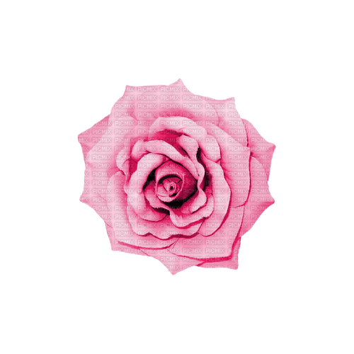 kikkapink deco love valentine pink rose - gratis png