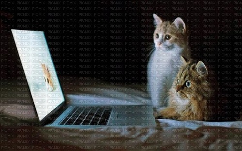 maj chats ordinateur - png gratis