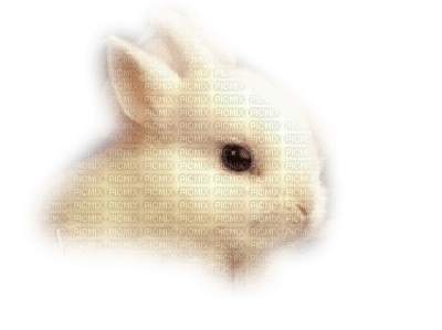 conejo - nemokama png