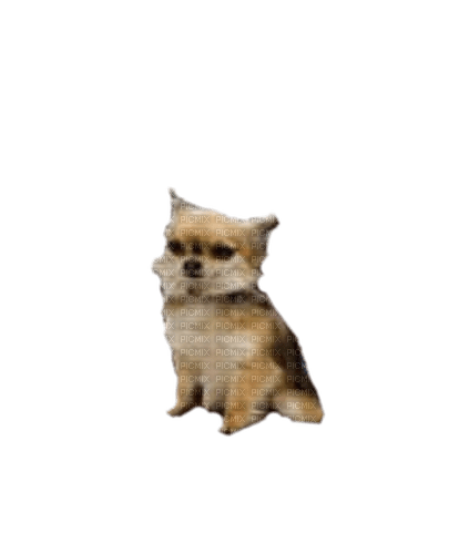 Chihuahua Beske - png gratis