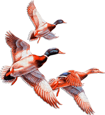 soave deco autumn bird duck vintage brown blue - PNG gratuit