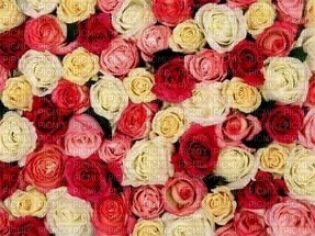 розы - безплатен png