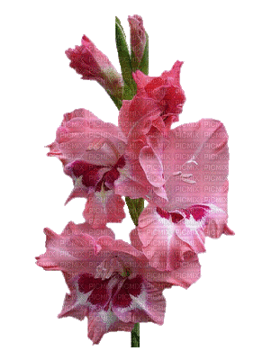 Fleurs rose - GIF animé gratuit