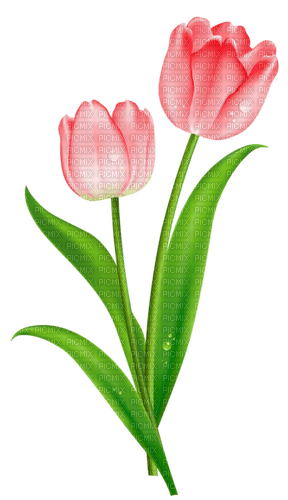 Tulips - PNG gratuit