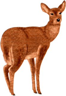 deer katrin - фрее пнг