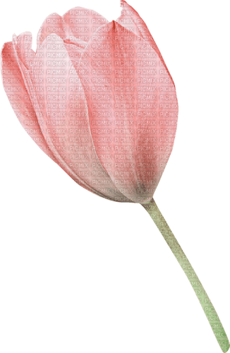 Tulipe.Fleur.Tulip.Pink.Victoriabea - PNG gratuit