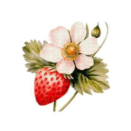 ♡§m3§♡ 8fra strawberry fruit red animated - Besplatni animirani GIF