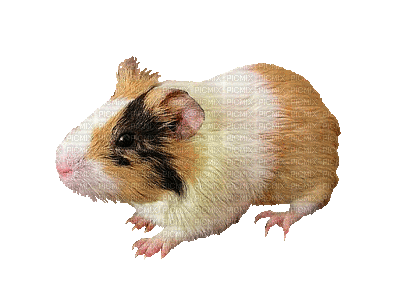 mouse katrin - Darmowy animowany GIF