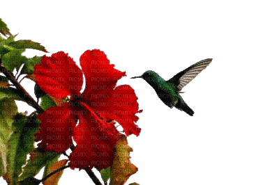 fleur rouge - GIF เคลื่อนไหวฟรี