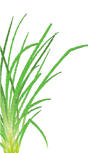 Трава - GIF animasi gratis