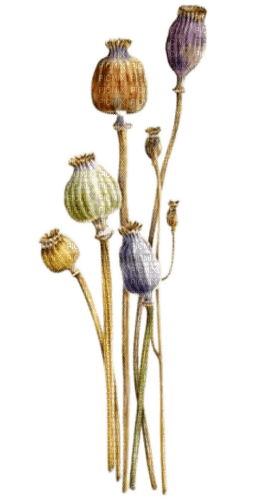 dried poppiesBb2 - PNG gratuit