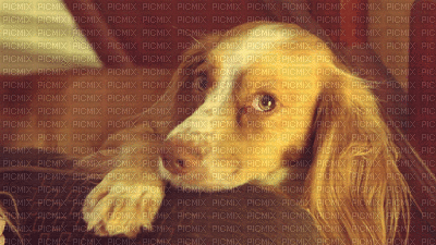 Cachorro - Ilmainen animoitu GIF