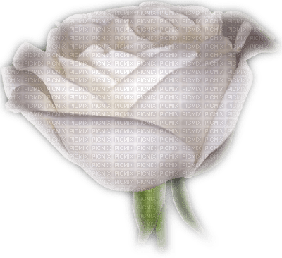 rose blanche.Cheyenne63 - gratis png