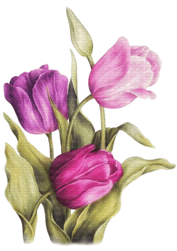 Tulpen, Pinktöne - безплатен png