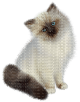 Kitten, seal point, fluffy Joyful226 - 免费PNG