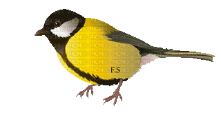 bird - 無料のアニメーション GIF