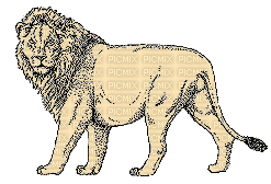 löwe, lion - Bezmaksas animēts GIF