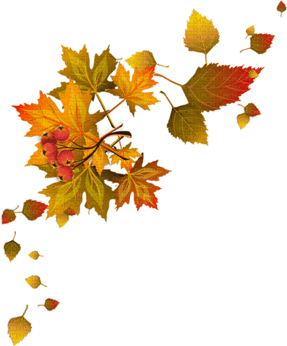 leaves blatt fall autumn feuille leaf - png ฟรี