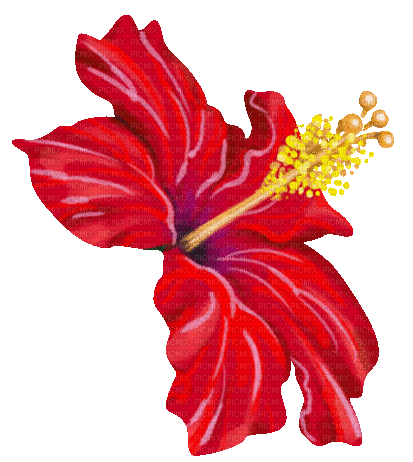 Цветочек - Darmowy animowany GIF