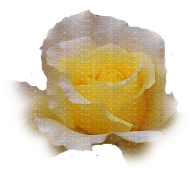 trandafir 43 - δωρεάν png