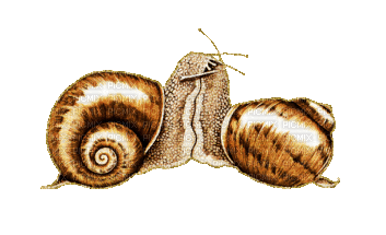 escargots - Besplatni animirani GIF