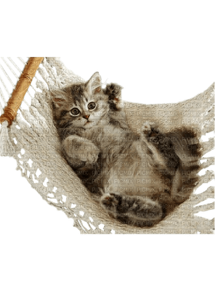 Kaz_Creations Cats Cat Kittens Kitten Hammock - PNG gratuit