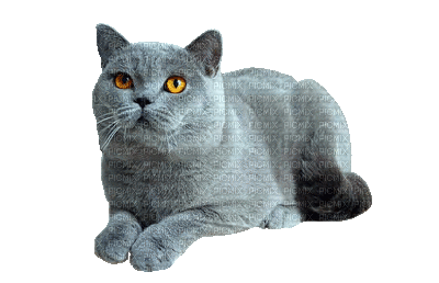 Cat blue Nitsa P - Ücretsiz animasyonlu GIF