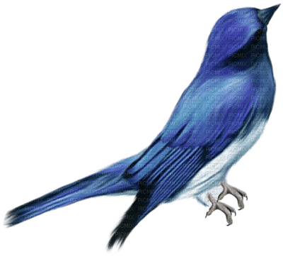 Kaz_Creations Birds Bird - gratis png