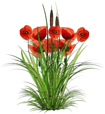 coquelicot fleur deco poppy flower - PNG gratuit