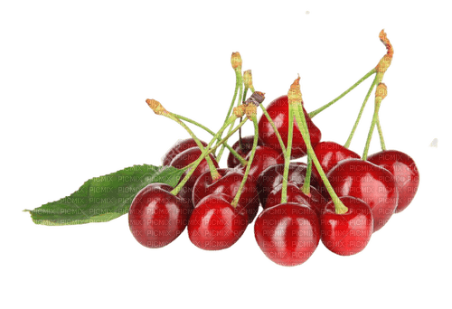 cherry,tree - бесплатно png