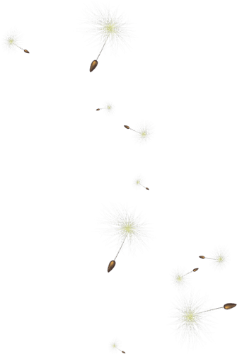 Y.A.M._Summer Flowers Decor dandelions - PNG gratuit