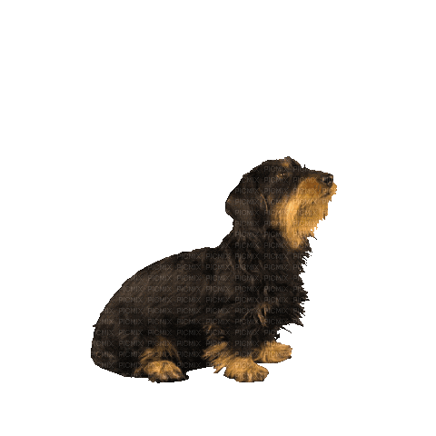 Dog Puppy Chien - Gratis animerad GIF
