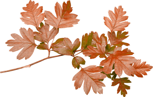 Herbst - ilmainen png