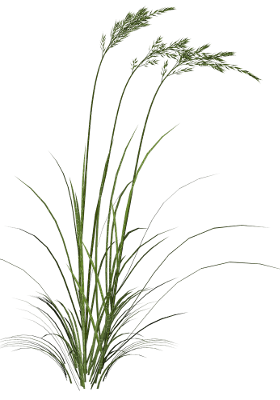 green grass png - Free PNG